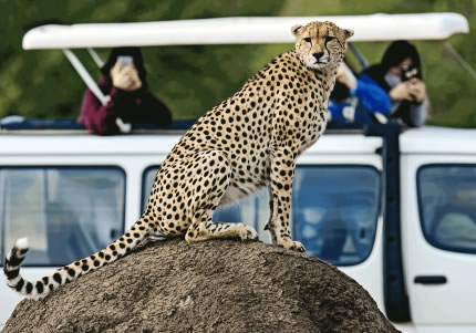Cheetah-Masai-Mara