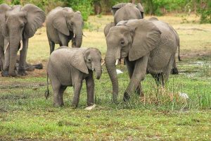 elephants-2923917_1280-1-300×200
