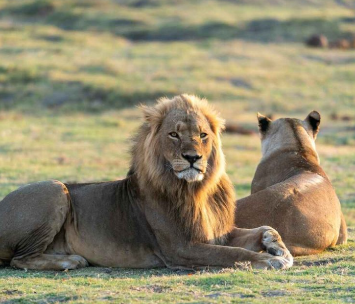 lion